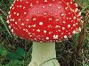 МБДОУ ДЕТСКИЙ САД № 452: Осторожно: ядовитые растения и грибы!
