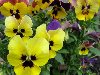 Фиалка трёхцветная или анютины глазки (Viola tricolor L. Wittr.) / цветы,