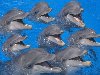 9 дельфинов - скачать бесплатно обои для рабочего стола