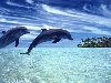 Обои картинки фото дельфины, небо, вода на рабочий стол скачать бесплатно