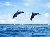 Обои картинки фото дельфины, небо, море на рабочий стол скачать бесплатно