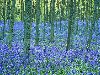 Синий ковер лесных цветов обои, картинки, фото