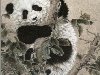 Панды, нарисованные в стиле гохуа, Китай