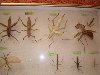 Коллекция насекомых в детском саду. Эти удивительные насекомые!