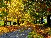 wallpaper осень листопад осенний листопад краски осени золотая осень