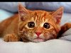 Рыжие коты – счастье в доме... . Обсуждение на LiveInternet - Российский ...