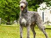 ТОП - 14: самые крупные породы собак мира с фотографиями!