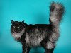 Сибирская кошка, фото сибирской кошки. SP / SC Sibcoonu0026#39;s Furr Purr