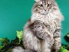 Сибирская кошка, порода полудлинношерстных кошек.