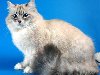 В настоящее время имеется особая цветовая вариация сибирских кошек – невская ...
