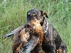 Это наивысший результат среди 83-х собак разных пород со всей Украины, ...