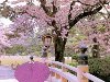 Сакура не только символ Японии, но и священное дерево. Цветы сакуры ...
