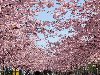 Сегодняшняя подборка цветущей сакуры поможет и вам приобщиться к традиции ...