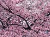 Цветение сакуры настолько обильно, что совсем крохотные листочки, ...