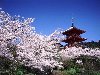 Сезон цветения сакуры пролетает очень быстро, и люди стремяться ...