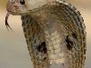 Кобра Ядовитые змеи кобра фото, картинки, видео