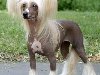 ...    (Chinese crested  , ...