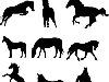 Лошади u0026middot; Животные зоопарков и тропиков (24 формы)