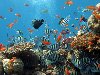 красивые картинки подводного мира