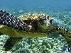Красивый подводный мир Мальдив