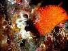 Невероятно красивые обитатели подводного мира