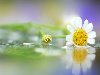 basik.ru - Природа - Красивые цветы Рейтинг блогов.
