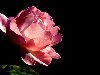 Цветы - Прозрачные лепестки розы