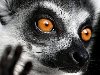 Кошачий или кольцехвостый лемур (лат. Lemur catta) многим знаком по ...