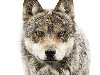 Лица животных. Невыспавшийся волк. Мортен Колдби живет в двух городах: Орхус ...