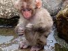 Смешная обезьянка (3 фото). Автор: illuZion | 9 сентября 2009 | Просмотров: ...