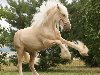 Шайрская лошадь, выведенная в Англии, ведет свою историю со времен ...