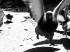 Черно-белые снимки птиц. Интересная статья? Поделись с друзьями: