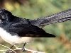 Признаки: Размеры взрослой птицы 20 см. Черно-белая веерохвостка - одна из ...
