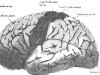 Строение головного мозга человека. На рисунке показаны доли коры и области, ...