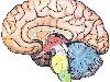 Картинка 9 - Строение и функции головного мозга - Мозг - Картинки по ...
