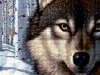 Предпросмотр схемы вышивки «волк в зимнем лесу»