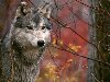 Волк в лесу обои, фото Волк на охоте картинки