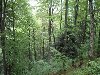 Смешанный лес самый распространённый на территории России, ведь смешанные ...