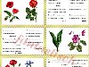 Картотека загадок по лексическим темам-Цветы, деревья