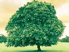 заставки на рабочий стол Зеленое Дерево В Ирландии - 1280х1024