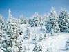 Зима, Снежные елки в солнечную погоду