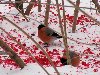 Птицы Красивые фотографии снегирей. Обсуждение на LiveInternet - Российский ...