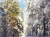 Сказка Зимнего Леса
