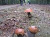 В России зафиксированы первые случаи отравления грибами
