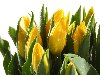 Жёлтые тюльпаны с капельками воды