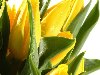 Жёлтые тюльпаны с капельками