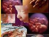 Как происходит зачатие ребёнка. National Geographic.