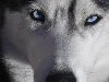 Собака с голубыми глазами Скачать картинки для рабочего стола