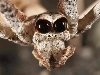 У паука-людоеда 6 глаз, но, кажется, что 2 глаза так как, средняя пара ...