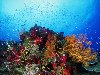 Коралловые рифы, много маленьких рыб, жизнь под водой, на дне моря